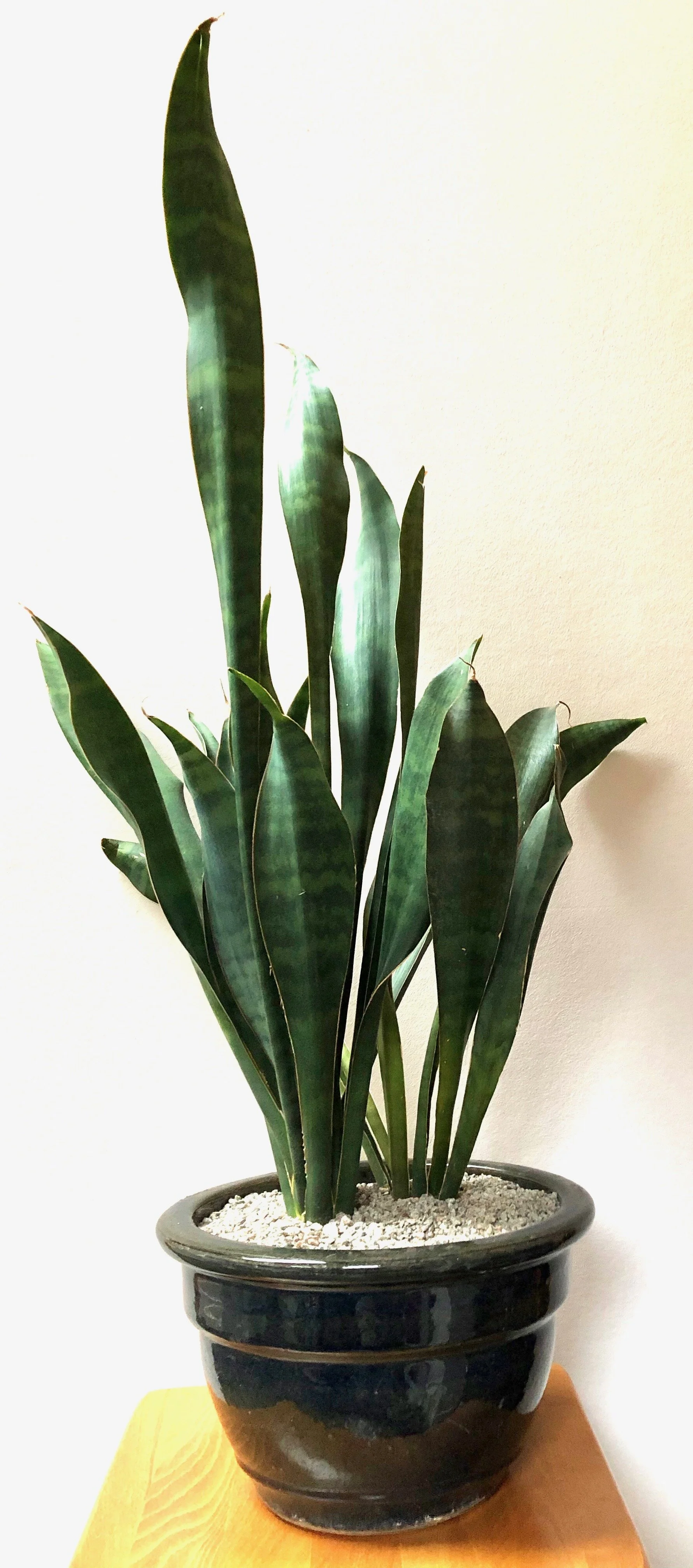 Episode 187: snake plants aka Sansevieria — Jane Perrone